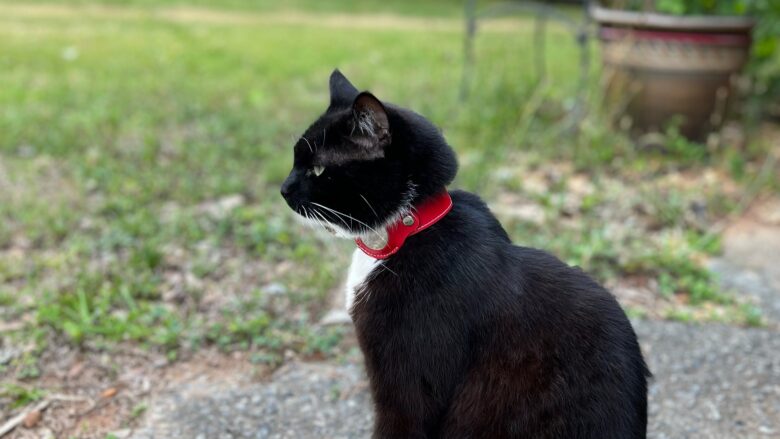 Nine Twenty Eight Leather Apple AirTag Cat Collar review It's much easier to locate a missing cat if she's wearing a collar with an AirTag in it.